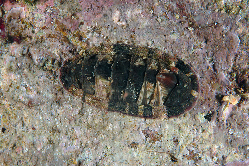 Chiton olivaceus